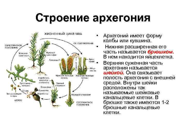 Строение архегония • Архегоний имеет форму колбы или кувшина. • Нижняя расширенная его часть
