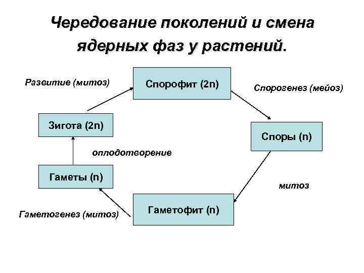 Чередование поколений и смена ядерных фаз у растений. Развитие (митоз) Спорофит (2 n) Спорогенез