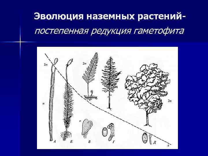 Схема изменения соотношения гаметофита и спорофита у растений в процессе эволюции