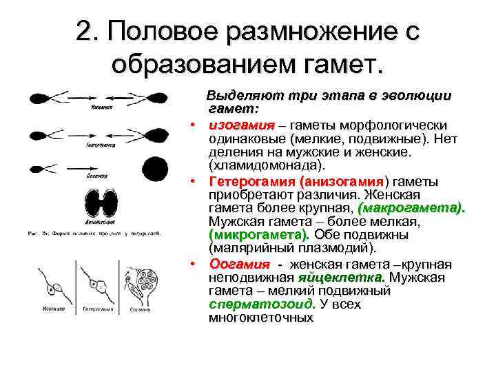 2. Половое размножение с образованием гамет. Выделяют три этапа в эволюции гамет: • изогамия