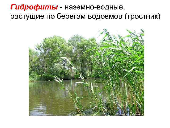 Гидрофиты - наземно-водные, растущие по берегам водоемов (тростник) 