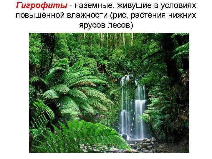 Гигрофиты - наземные, живущие в условиях повышенной влажности (рис, растения нижних ярусов лесов) 