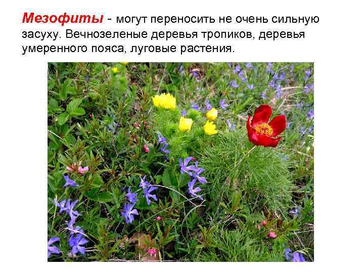 Мезофиты - могут переносить не очень сильную засуху. Вечнозеленые деревья тропиков, деревья умеренного пояса,