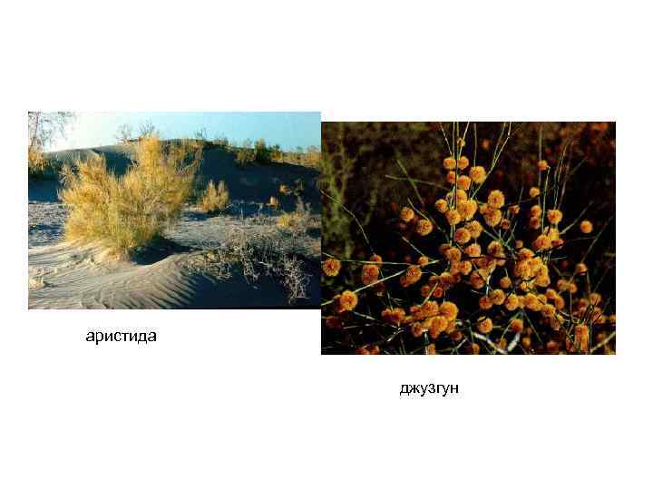 аристида джузгун 