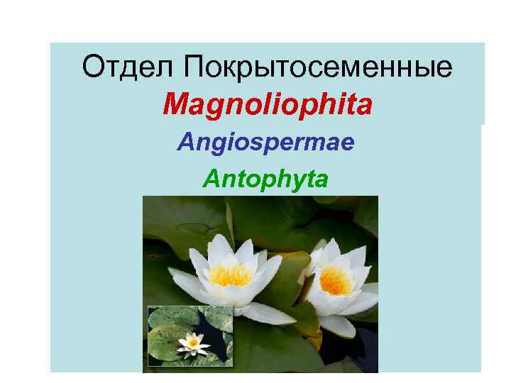 Отдел Покрытосеменные Magnoliophita Angiospermae Antophyta 
