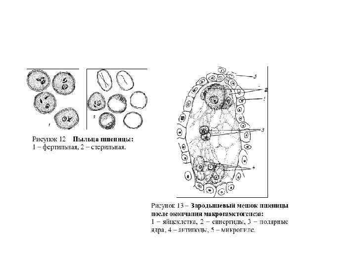 Укажи какой цифрой на рисунке обозначен зародышевый мешок