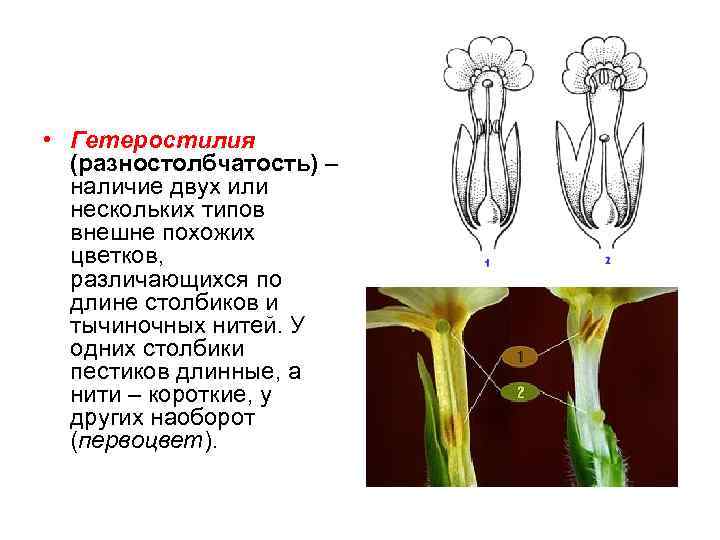 Тычиночная нить