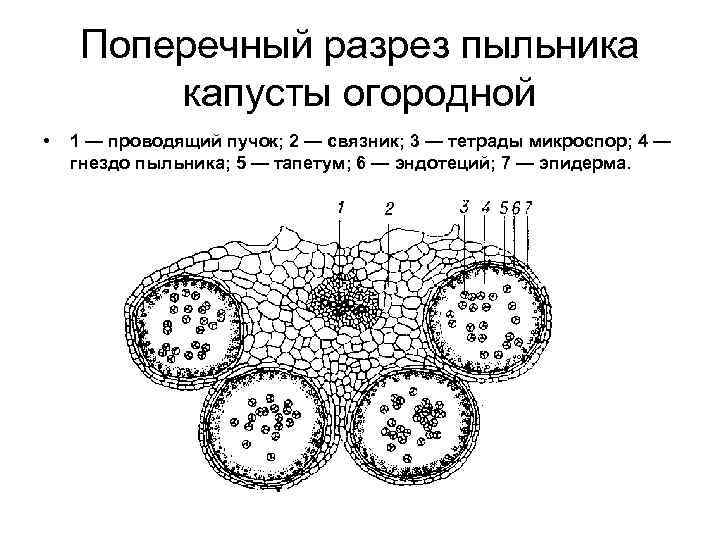 Схема поперечного среза семени