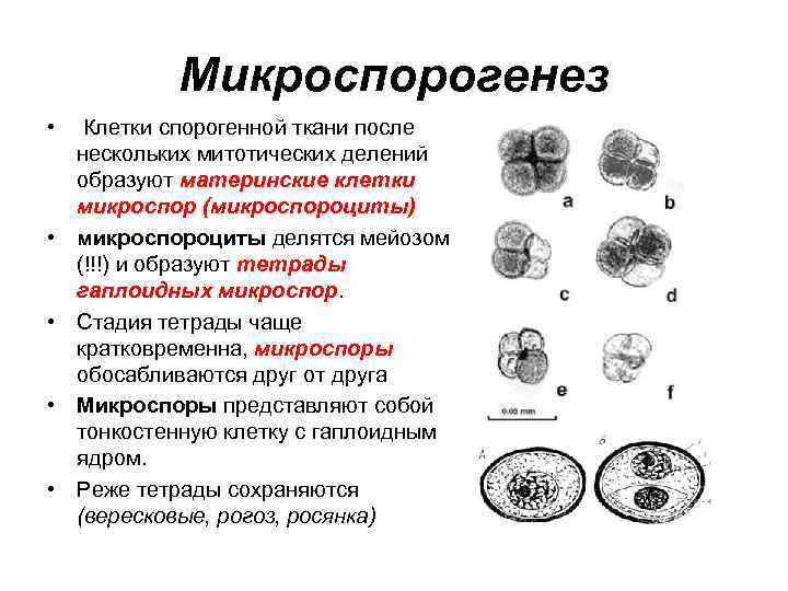 Деление клеток спорогенной ткани. Микроспорогенез набор хромосом. Мегаспорогенез у покрытосеменных. Микроспора покрытосеменных. Этапы микроспорогенеза у растений.