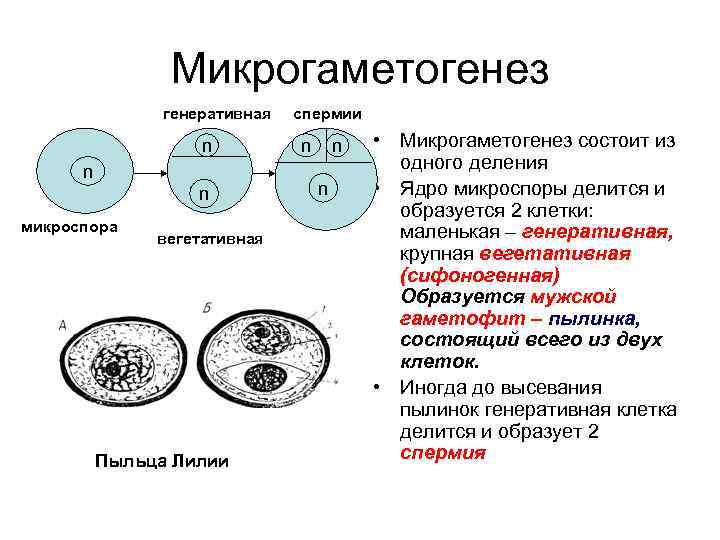 Спермий покрытосеменных растений. Схема микроспорогенеза и микрогаметогенеза у цветковых растений. Гаплоидная микроспора. Генеративная клетка пыльцевого зерна набор. Строение пыльцы микроспора.