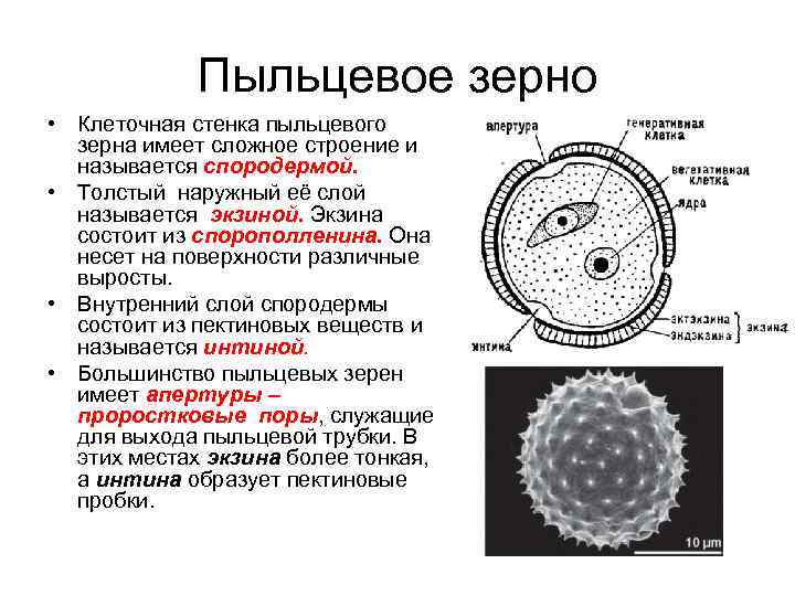 Пыльник где находится биология