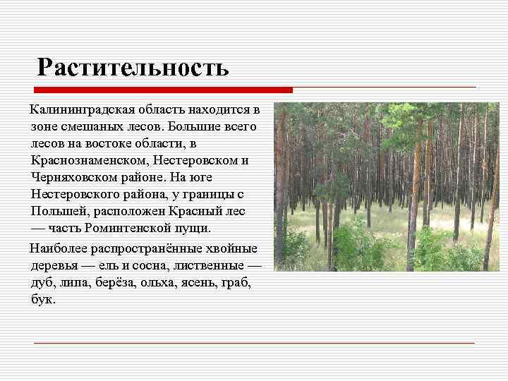 Растительность Калининградская область находится в зоне смешаных лесов. Большие всего лесов на востоке области,