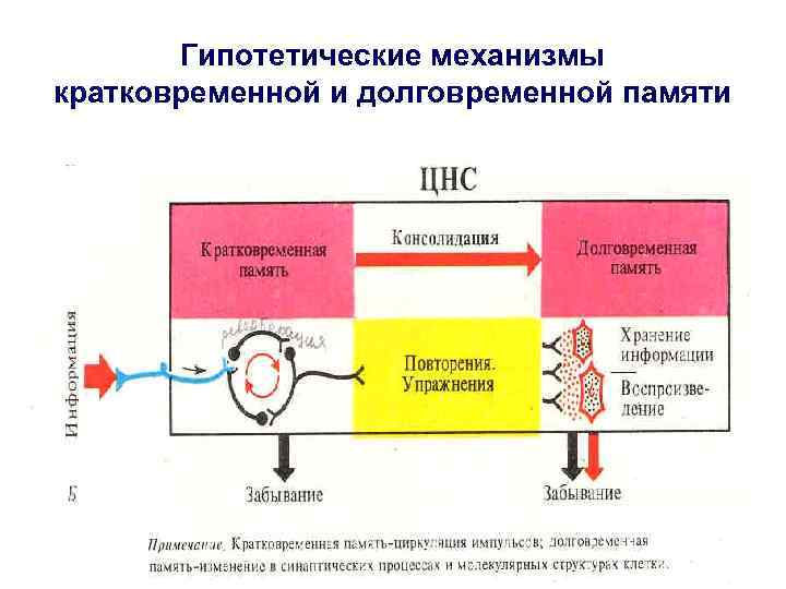 Гипотетические механизмы кратковременной и долговременной памяти 