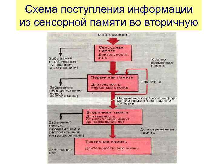 Схема поступления информации из сенсорной памяти во вторичную 