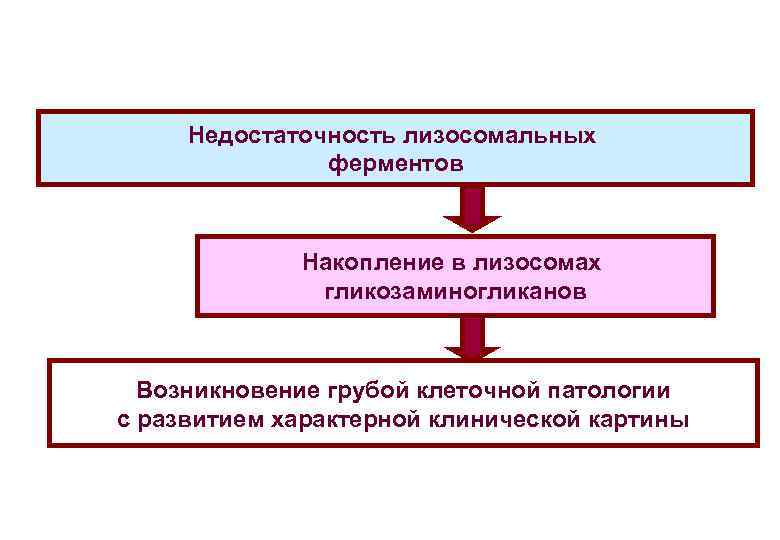 Недостаточность лизосомальных ферментов Накопление в лизосомах гликозаминогликанов Возникновение грубой клеточной патологии с развитием характерной