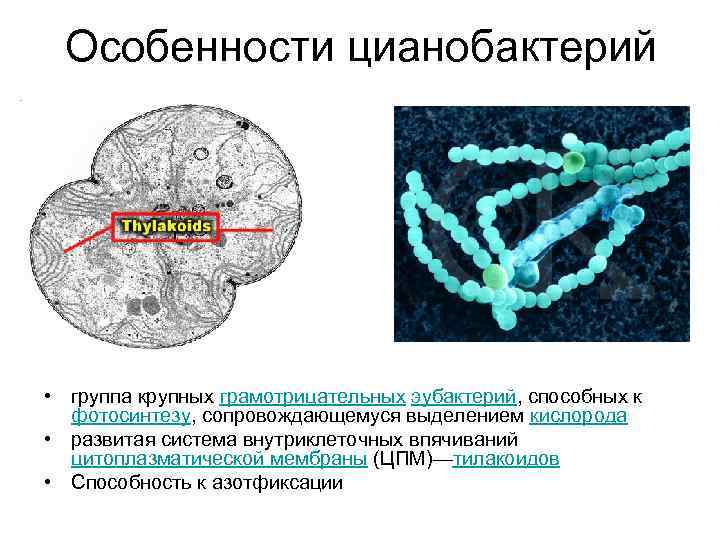 Особенности цианобактерий • группа крупных грамотрицательных эубактерий, способных к фотосинтезу, сопровождающемуся выделением кислорода •