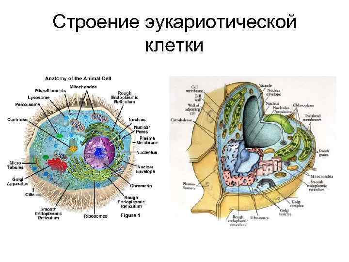 Эукариотическая клетка строение