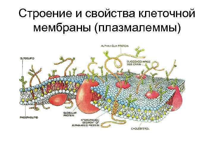 Строение и свойства клеточной мембраны (плазмалеммы) 