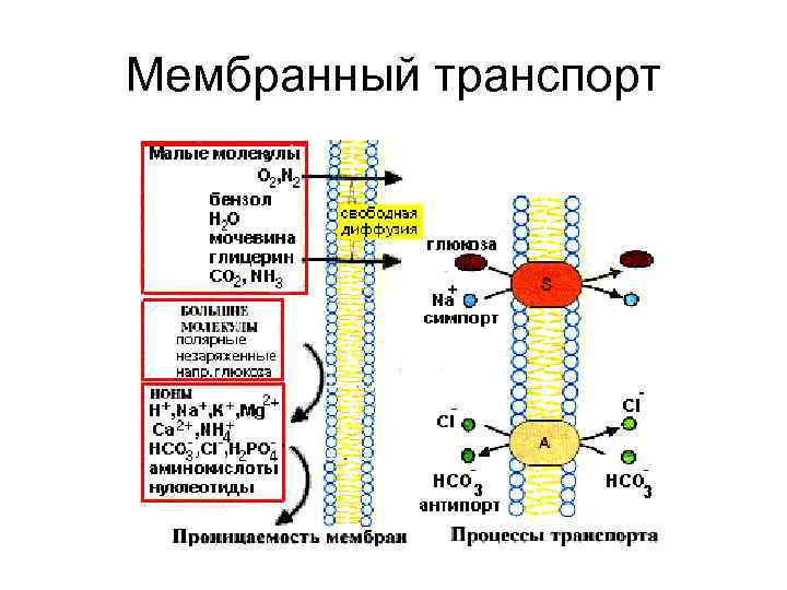 Мембранный транспорт 