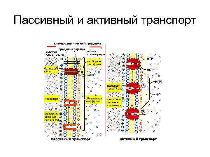 Пассивный и активный транспорт 