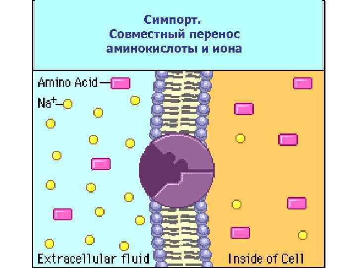Симпорт. Совместный перенос аминокислоты и иона 