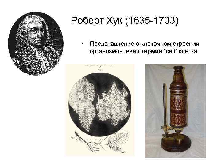 Роберт Хук (1635 -1703) • Представление о клеточном строении организмов, ввел термин “cell” клетка