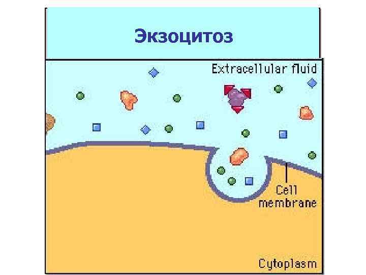 Экзоцитоз 