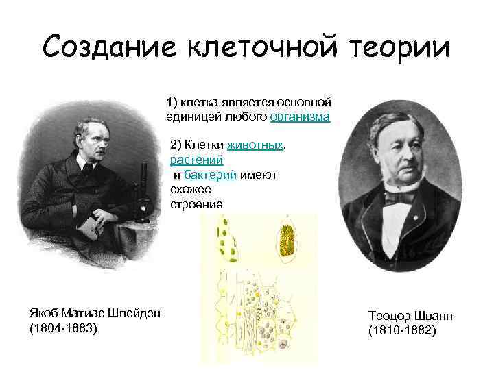 Создание клеточной теории 1) клетка является основной единицей любого организма 2) Клетки животных, растений