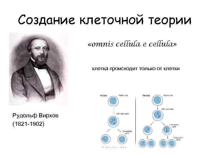 Докажите что клетка. Вирхов клетка от клетки. Роберт Вирхов клеточная теория. Вирхов дополнил клеточную теорию. Рудольф Вирхов клетка от клетки.