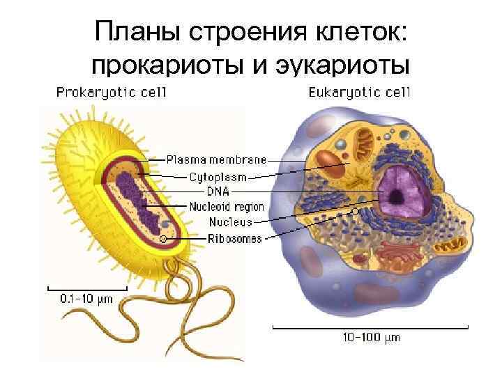 Планы строения клеток: прокариоты и эукариоты 