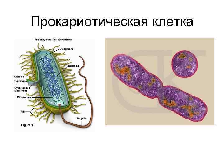 Схема прокариотической клетки