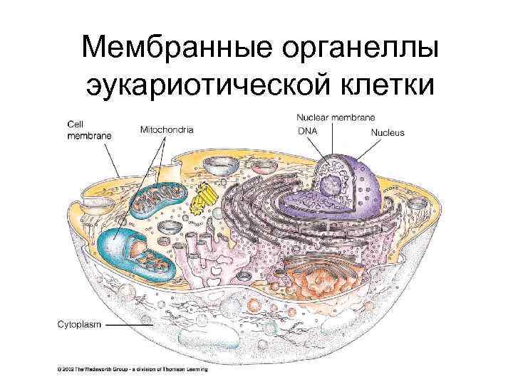 На рисунке изображена клетка имеющая обособленное ядро и мембранные органоиды какой тип питания