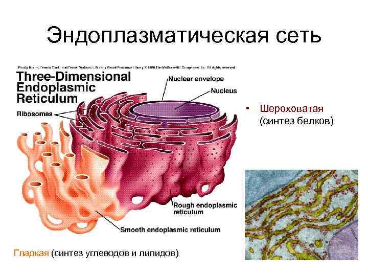 Эндоплазматическая сеть на рисунке