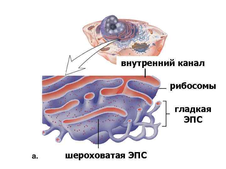 Соотнесите объекты с их обозначениями на рисунке шероховатая эпс везикула рибосома