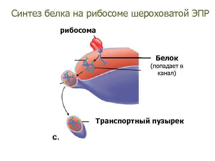 Рибосомы рисунок схематично в клетке