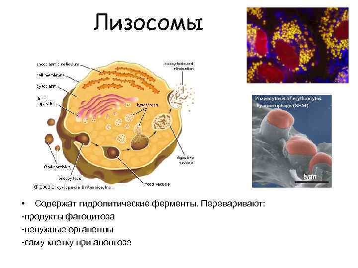 Лизосомы переваривание. Строение лизосомы эукариотической клетки. Рисунок лизосомы эукариотической клетки. Структура лизосомы рисунок. Строение лизосомы клетки.