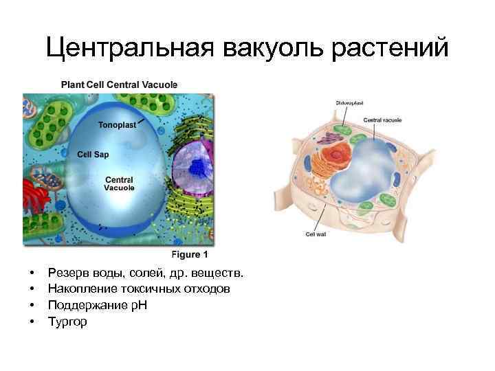 Центральная вакуоль растений • • Резерв воды, солей, др. веществ. Накопление токсичных отходов Поддержание