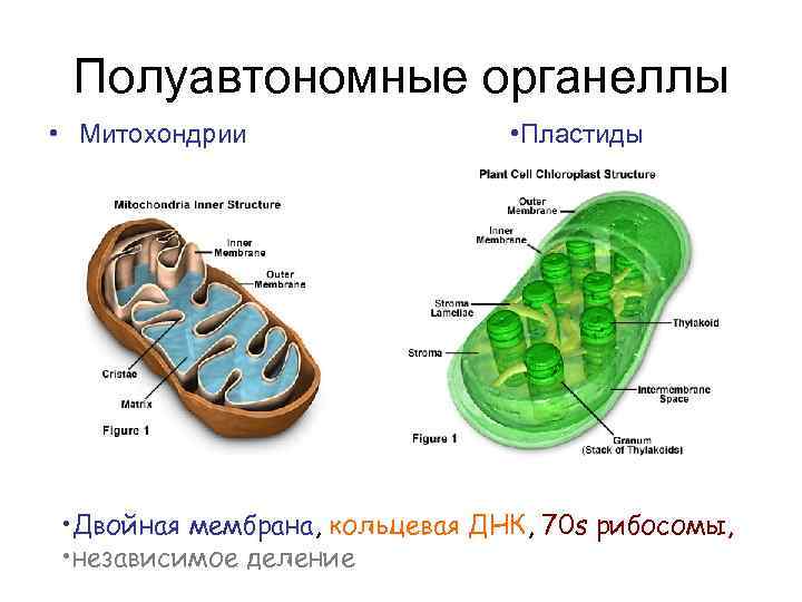 Деление клетки органоид