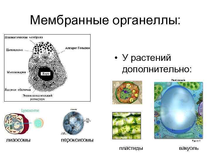 Мембранные органеллы. Пероксисома мембранная органелла. Мембранные и немембранные органеллы. Органеллы клетки мембрана.