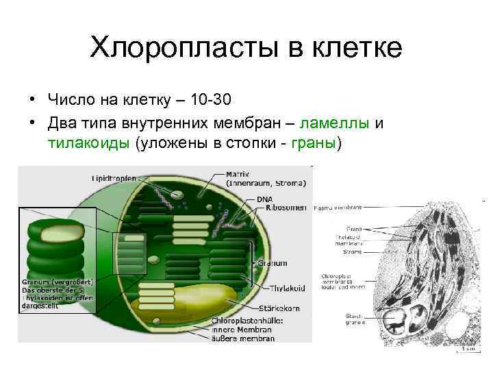 Соотнесите объекты с их обозначениями на рисунке наружная мембрана