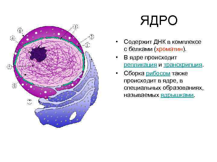 Днк содержащие органеллы