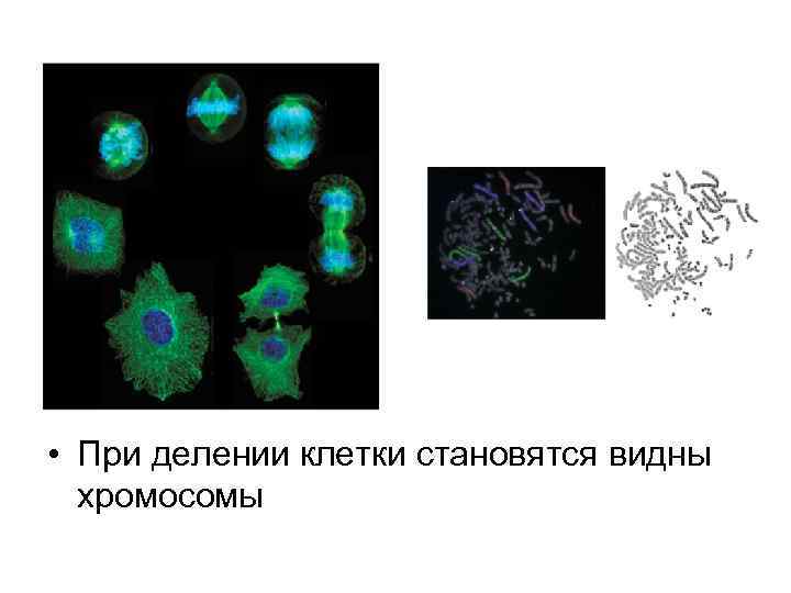  • При делении клетки становятся видны хромосомы 