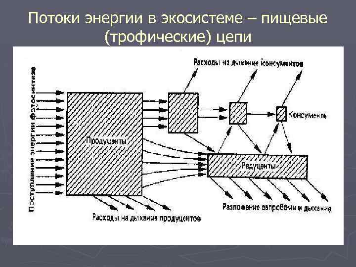 Данная схема потока энергии в экосистеме иллюстрирует закон