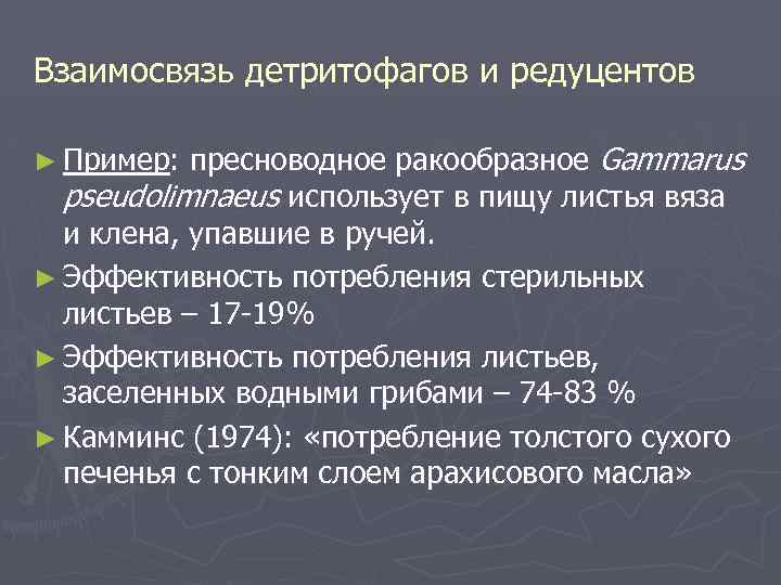 Взаимосвязь детритофагов и редуцентов пресноводное ракообразное Gammarus pseudolimnaeus использует в пищу листья вяза и