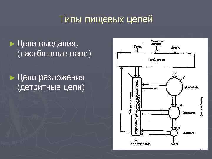 Типы пищевых цепей ► Цепи выедания, (пастбищные цепи) ► Цепи разложения (детритные цепи) 