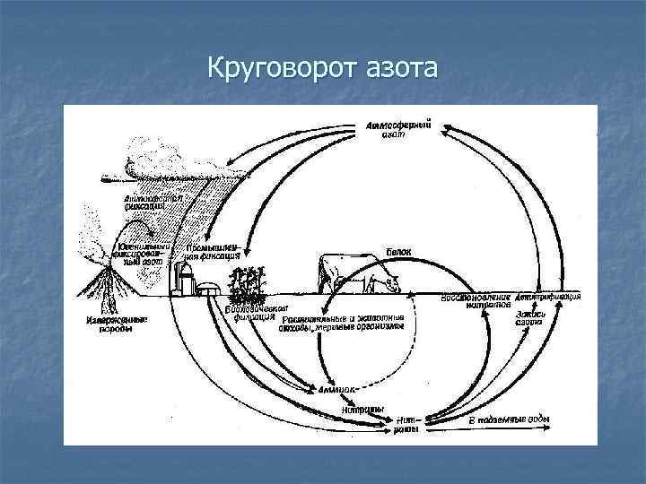 Круговорот азота 