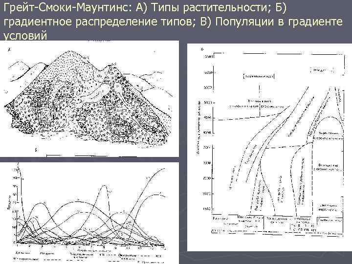 Грейт-Смоки-Маунтинс: А) Типы растительности; Б) градиентное распределение типов; В) Популяции в градиенте условий 