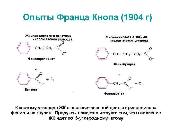 Опыты Франца Кнопа (1904 г) К w-атому углерода ЖК с неразветвленной цепью присоединена фенильная