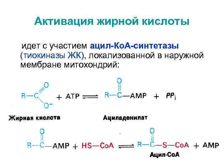 Активация жирной кислоты идет с участием ацил-Ко. А-синтетазы (тиокиназы ЖК), локализованной в наружной мембране