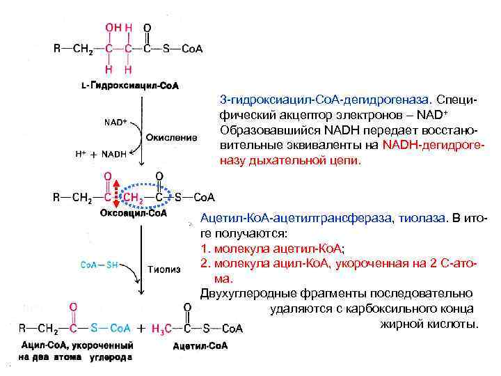 3 -гидроксиацил-Со. А-дегидрогеназа. Специфический акцептор электронов – NAD+ Образовавшийся NADH передает восстановительные эквиваленты на